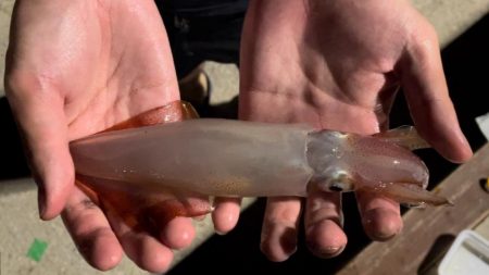 淡路島観光ホテルでタチウオ、ケンサキイカ、カワハギ